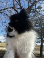 Gracie , a female Pomeranian for sale in Joplin, MO – Photo 1 of 10