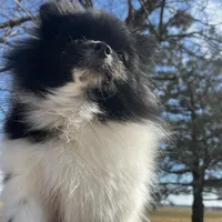Gracie , a female Pomeranian for sale in Joplin, MO – Photo 10 of 10