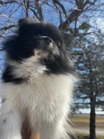 Gracie , a female Pomeranian for sale in Joplin, MO – Photo 10 of 10