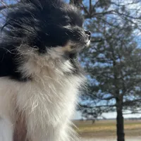 Gracie , a female Pomeranian for sale in Joplin, MO – Photo 4 of 10