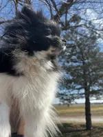 Gracie , a female Pomeranian for sale in Joplin, MO – Photo 4 of 10