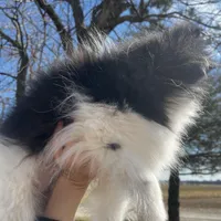 Gracie , a female Pomeranian for sale in Joplin, MO – Photo 5 of 10