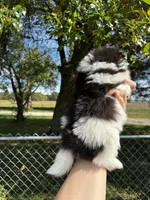Marilyn, a female Pomeranian for sale in Joplin, MO – 5 of 5