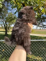 Elvis, a male Pomeranian for sale in Joplin, MO – 4 of 5