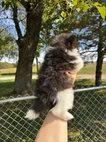 Audrey, a female Pomeranian for sale in Joplin, MO – 5 of 5