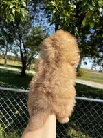 Monroe , a female Pomeranian for sale in Joplin, MO – 3 of 5