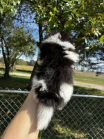 Marilyn, a female Pomeranian for sale in Joplin, MO – 3 of 5