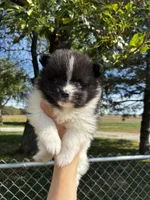 Audrey, a female Pomeranian for sale in Joplin, MO – 3 of 5