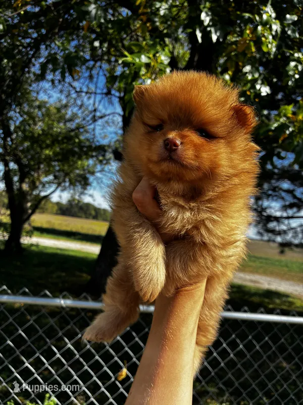 Sinatra – Pomeranian puppy for sale in Joplin, MO
