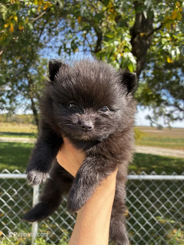 Elvis – Pomeranian puppy for sale in Joplin, MO