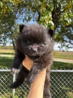 Elvis, a male Pomeranian for sale in Joplin, MO – 1 of 5