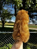 Sinatra, a male Pomeranian for sale in Joplin, MO – 4 of 6