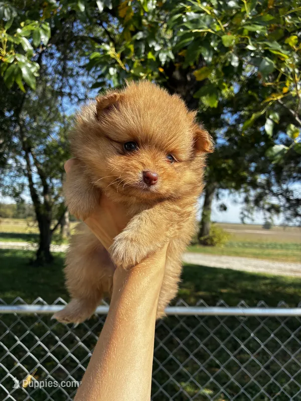 Monroe  – Pomeranian puppy for sale in Joplin, MO