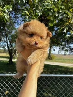 Monroe , a female Pomeranian for sale in Joplin, MO – 1 of 5
