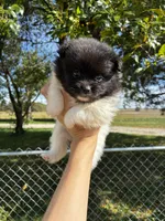 Marilyn, a female Pomeranian for sale in Joplin, MO – 2 of 5