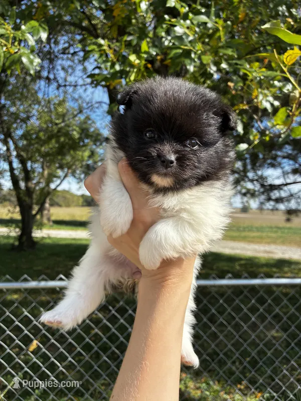 Marilyn – Pomeranian puppy for sale in Joplin, MO