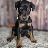 Fluorescent Yellow, a female Doberman Pinscher for sale in Moravia, NY – Photo 3 of 4