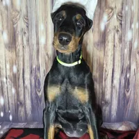 Fluorescent Yellow, a female Doberman Pinscher for sale in Moravia, NY – Photo 2 of 4