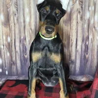 Fluorescent Yellow, a female Doberman Pinscher for sale in Moravia, NY – Photo 1 of 4