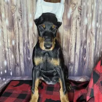 Fluorescent Yellow, a female Doberman Pinscher for sale in Moravia, NY – Photo 4 of 4