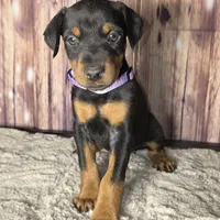 Purple, a female Doberman Pinscher for sale in Moravia, NY – Photo 2 of 3