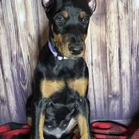 Purple, a female Doberman Pinscher for sale in Moravia, NY – Photo 3 of 3