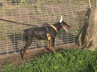 Pink, a female Doberman Pinscher for sale in Moravia, NY – 1 of 5