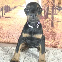 Violet, a female Doberman Pinscher for sale in Moravia, NY – Photo 6 of 8