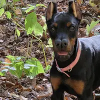 Violet, a female Doberman Pinscher for sale in Moravia, NY – Photo 1 of 8