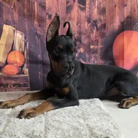 Violet, a female Doberman Pinscher for sale in Moravia, NY – Photo 8 of 8