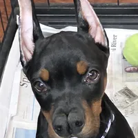 Violet, a female Doberman Pinscher for sale in Moravia, NY – Photo 2 of 8