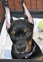 processed/a12f021d-9f0c-48f0-a84c-d62b462cabe6/listing/7e6595d3-4828-4153-8c73-4c90187e366c/77ffd20a-e3fd-47b3-8dee-6c813c122fc9