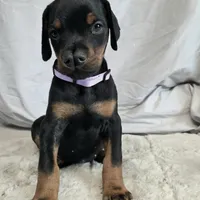 Violet, a female Doberman Pinscher for sale in Moravia, NY – Photo 3 of 8