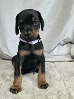 processed/a12f021d-9f0c-48f0-a84c-d62b462cabe6/listing/7e6595d3-4828-4153-8c73-4c90187e366c/7d03bf46-5165-4ebf-b20e-8d706dce8493