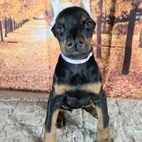 Violet, a female Doberman Pinscher for sale in Moravia, NY – Photo 5 of 8