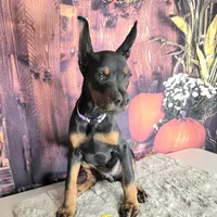 Violet, a female Doberman Pinscher for sale in Moravia, NY – Photo 4 of 8