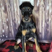 Pink, a female Doberman Pinscher for sale in Moravia, NY – Photo 4 of 4