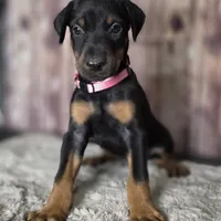 Pink, a female Doberman Pinscher for sale in Moravia, NY – Photo 3 of 4