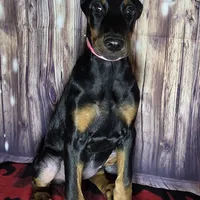 Pink, a female Doberman Pinscher for sale in Moravia, NY – Photo 1 of 4