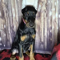 Pink, a female Doberman Pinscher for sale in Moravia, NY – Photo 2 of 4