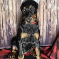 Red, a female Doberman Pinscher for sale in Moravia, NY – Photo 2 of 4