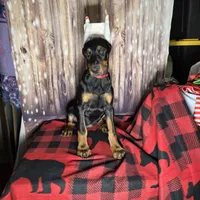 Red, a female Doberman Pinscher for sale in Moravia, NY – Photo 3 of 4