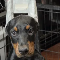 Red, a female Doberman Pinscher for sale in Moravia, NY – Photo 1 of 4