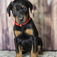 Red, a female Doberman Pinscher for sale in Moravia, NY – Photo 4 of 4