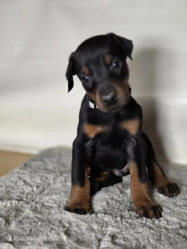Gray – Doberman Pinscher puppy for sale in Moravia, NY