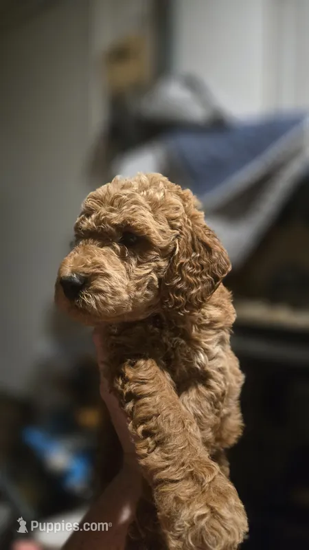 Bailey – Goldendoodle, Poodle - Miniature  puppy for sale in Deer Park, TX