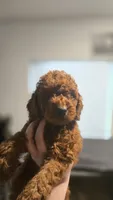 Callie, a female Goldendoodle and Poodle - Miniature  for sale in Deer Park, TX – 2 of 2