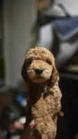 Bailey, a male Goldendoodle and Poodle - Miniature  for sale in Deer Park, TX – 2 of 2