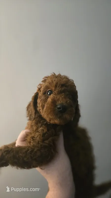 Callie – Goldendoodle, Poodle - Miniature  puppy for sale in Deer Park, TX