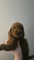 Callie, a female Goldendoodle and Poodle - Miniature  for sale in Deer Park, TX – 1 of 2